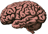 brain